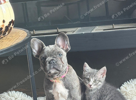 Kitten 4 months old