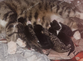 Kittens ready now