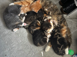 4 beautiful kittens