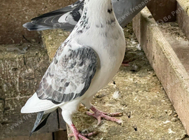 Racing pigeon for sale