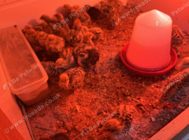 Jumbo quail chicks 1.2 3 and 4. Weeks old