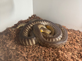 Woma Pythons - Proven Pair - &lsquo;19
