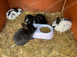 Lionhead rabbits