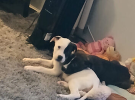 Disel and patch can go together or separate