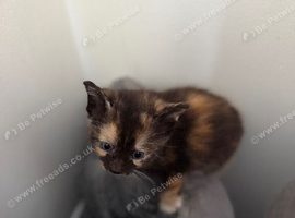 9 beautiful kittens for sale