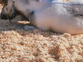 Shetland  x Falabella