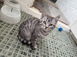 Bengal x British longhair