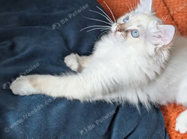 TICA Chocolate lynx mitted Ragdoll