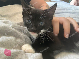 3 playful kittens left