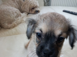 2 puppies French Cava Tzu