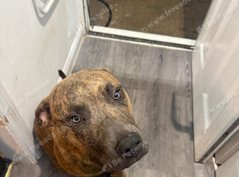 Staffy cross