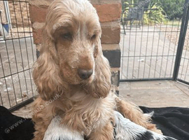 Ready to leave KC registered Cocker Spaniel puppies