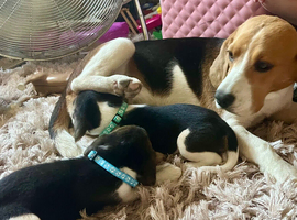 Full show type beagles