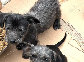 Jackapoo cross pups