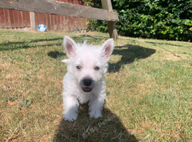 Pedigree Westies