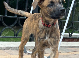 German Shepherd x Boxer