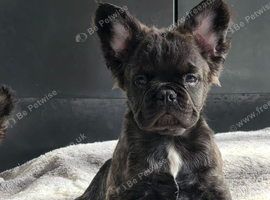 Fluffy french bulldog puppy