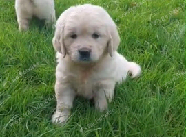 Golden retriever