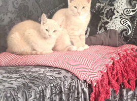 Beige kitten/ black mix wiv ginger spots