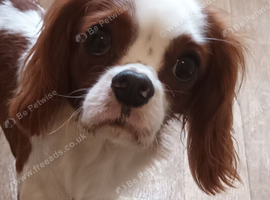 blenheim Cavalier king Charles spaniel