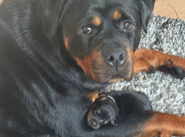 Rottweiler puppy