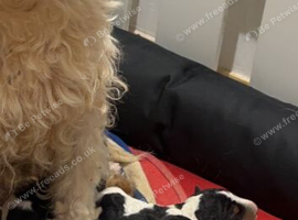 Wire Hired Fox Terrier puppies for sale
