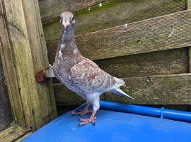 Young Racing pigeons