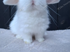 Baby girl mini lop