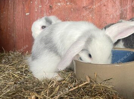 Mini lop ear rabbits