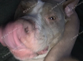 Am staffy