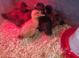 Welsh harlequin and cayuga