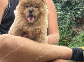 Puppy chow chows