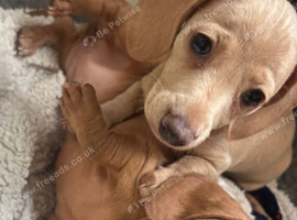 Dachshund puppies for sale