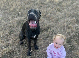 Cane corso cross presa canario
