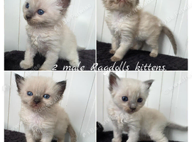 RAGDOLLS KITTENS.