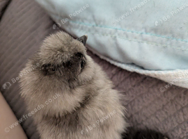 Unsexed Silkies cross chicks and silkie chicks