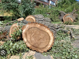 Large pieces of woods
