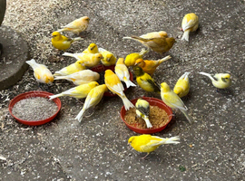 Young canaries available