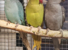 Variety Baby Ringneck Parrots