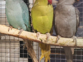 Baby Ringneck Parrots