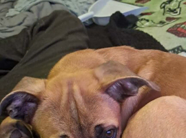 Bullmastiff x Belgian Malinois