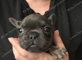 4 beautiful frenchie puppies