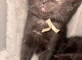 2 GORGEOUS FEMALE KITTENS LOOKING FOR THEIR FOREVER HOMES