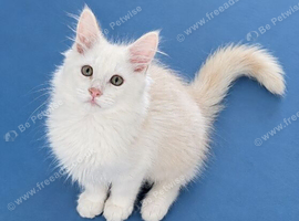 Maine Coon kitten registered