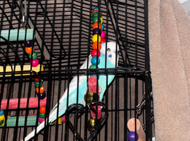 Blue budgie