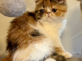 Exotic kittens avaliable London