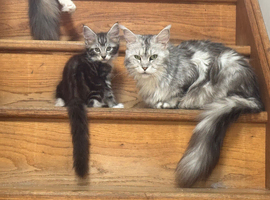 Two stunning silver maine coon kittens
