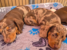 Miniature smooth haired dachshunds