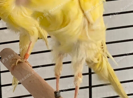Wanted Male frill canary