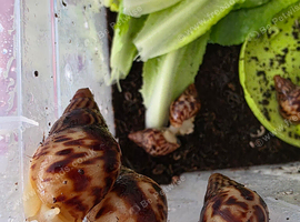 GALS - Available Adults to Hatchlings, All Sizes